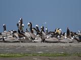 Elkhorn Slough 011